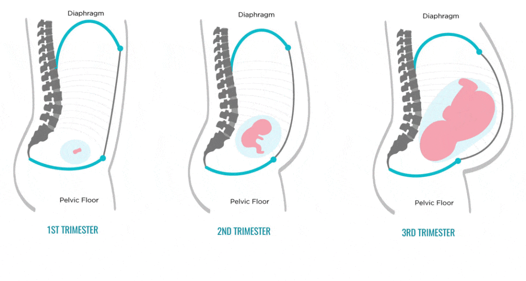pelvic floor
