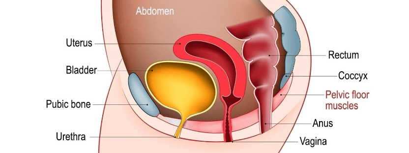 Pelvic floor muscles diagram showing postpartum pelvic health and recovery.